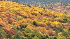 11月林芝旅遊攻略|雪山與彩林交織的人間童話