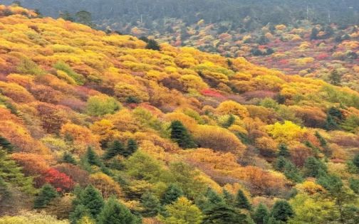 11月林芝旅遊攻略|雪山與彩林交織的人間童話