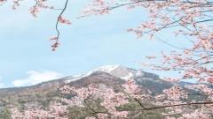 米林桃花大道攻略|林芝最美野生桃花公路,自駕賞花、最佳機位、三日路線全整理