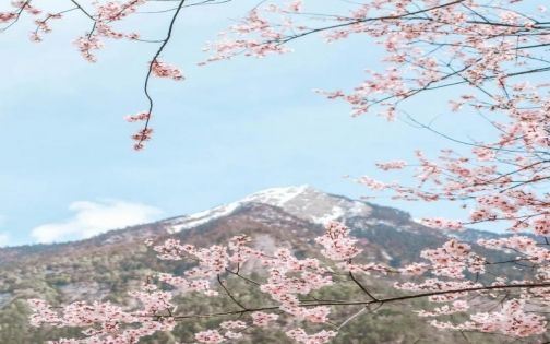 米林桃花大道