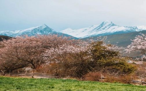 米林桃花大道