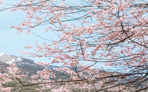 米林桃花大道