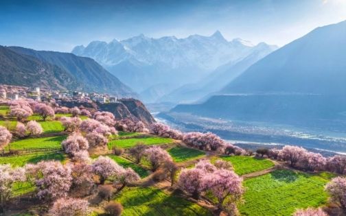 林芝桃花