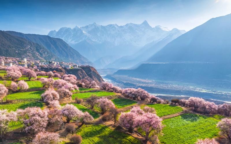 林芝桃花