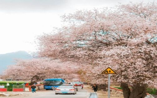 米林桃花大道