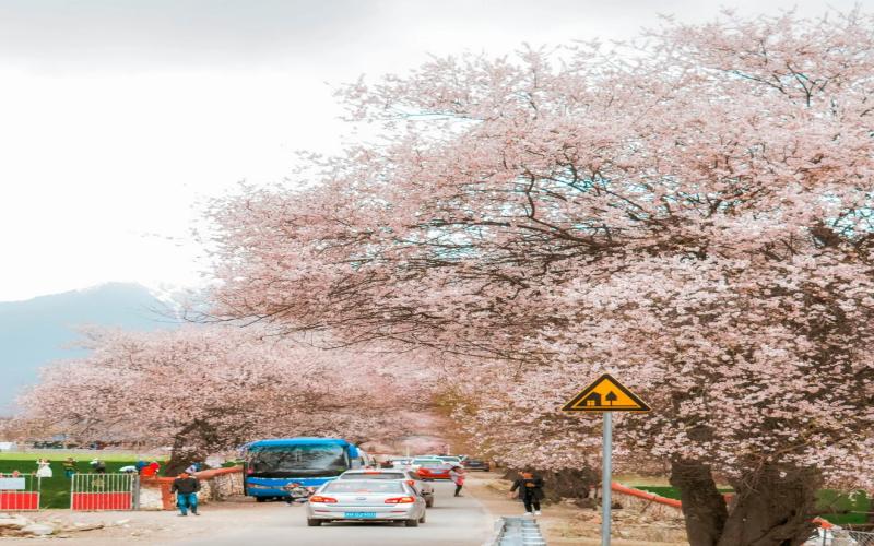 米林桃花大道