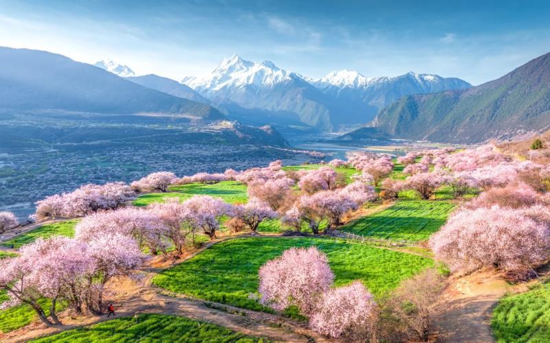 林芝桃花