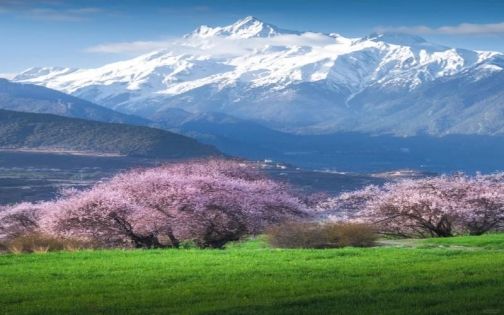 林芝桃花