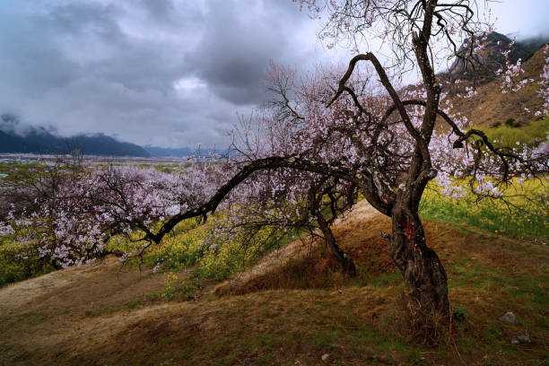 林芝雨天