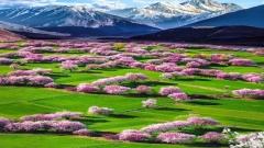 林芝桃花節賞花攻略:花期、景點、交通住宿與避坑指南