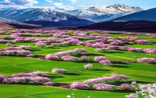 林芝桃花