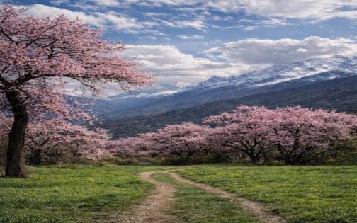 林芝桃花