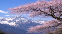 林芝桃花節拍照攻略:15個最佳機位與攝影技巧