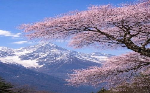 林芝桃花