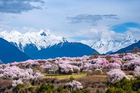 雪域高原的生命之源：深度解析西藏主食青稞的生長奇蹟與獨特魅力