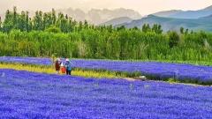 新疆薰衣草季節:最佳花期、景點與旅遊攻略