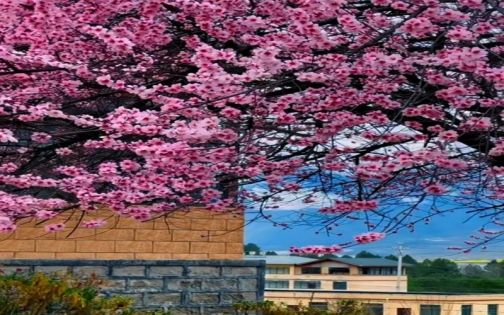 林芝桃花