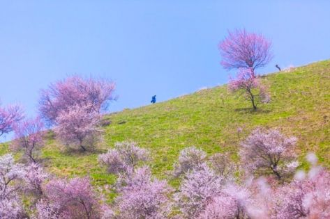 新疆吐爾根杏花谷旅遊攻略：最佳花期、攝影、徒步與交通指南