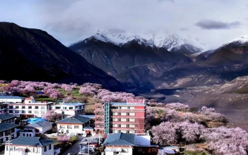 林芝桃花