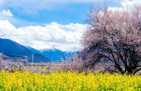擔心西藏高山症，又想欣賞春日桃花？林芝桃花節是你的理想選擇