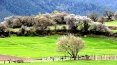 林芝桃花節旅遊指南:最佳賞花地點與春季旅行攻略